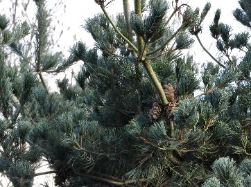 PinusparvifloraGlaucakegels