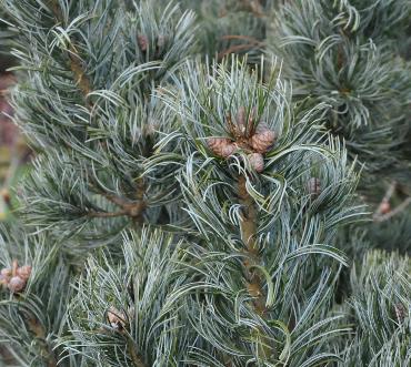 PinusparvifloraHesselmeyercloseup