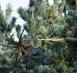 PinusparvifloraTempelhofcloseupkegelsvn