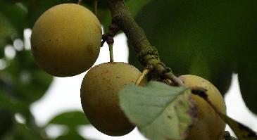 PrunusdomesticaReineClaudedOullinspano