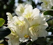 RhododendronKostersCreamCLOSEUPVN