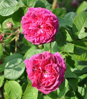 Rosa gallica ' Duc de Guiche'- Prevost - 1835- sterk parfum- gemiddeld ziekte resistent - dubbelle bloemen