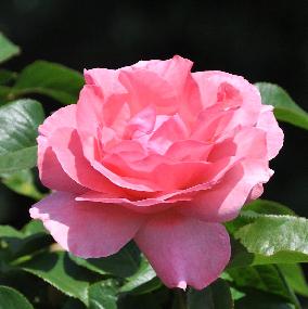 Rosa 'Queen ELisabeth' solitair
