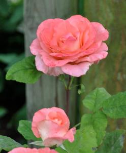 Rosa 'Regatta' Warriner - geurende roos