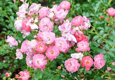 Rosa 'Remembrance'  Harkness