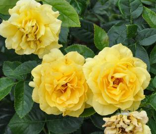 Rosa 'Rose d'Or de Montreux' Adam 1996 Floribunda