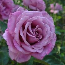 Rosa 'Violette parfumée