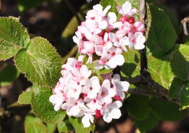 Viburnum-carlesii-Diane-closeup-flower-