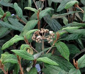 Viburnum-rhytidophyllum-leerachtig-blad-gele-bloem-
