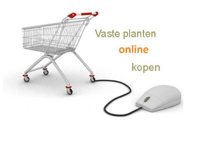 Vaste planten online kopen webwinkels