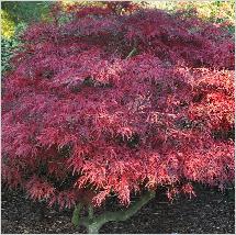 Acer palmatum dissectum 'Garnett'herfstkleuren'global picture