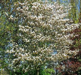 Amelanchier-lamarckii-krentenboompje- foto- bloeiwijze