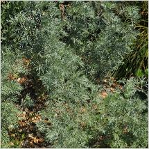 Artemisia arborescens Dry Garden habitus