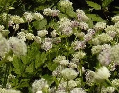 Astrantia- major- zeeuws-knoopje- white-flowers-