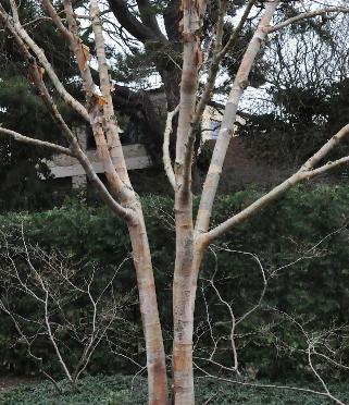 Betula-albosinensis-var-septentrionalis