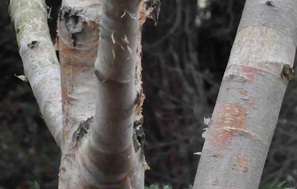 Betula-albosinensis-var-septentrionalis-closeup-oranjebruine-bast