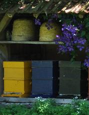 Bijenvolkenkassen