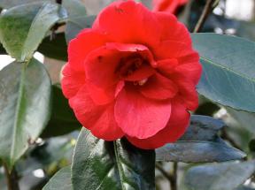 Camellia-japonica-GrandSlam-2