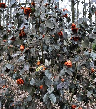 Camellia-japonica-Grand-slam-vorstschade