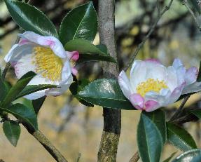 Camellia-sasanqua-Narumigata-
