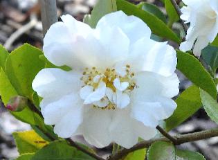 Camellia-sasanqua-Gay-Sue-closeup-flower