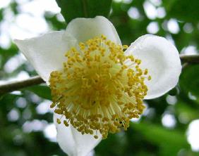 Camellia-sinensis