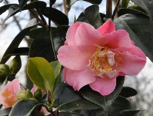 CamelliajaponicaPslatte2