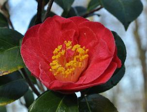 CamelliajaponicaAlexanderHunter