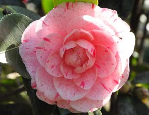 CamelliajaponicaWilliamBartlett2