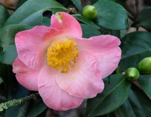 CamelliajaponicaPaulplantiveau