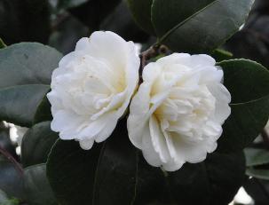 CamelliajaponicaNobilissima2