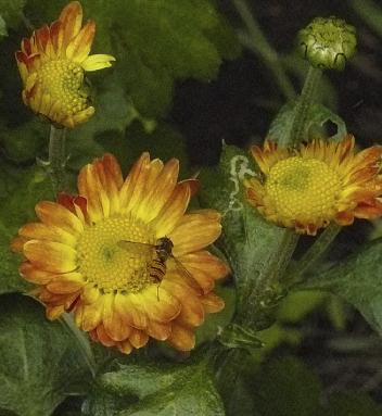 Chrisanthemum-Dernier-Soleil- orange-yellow-flowers-september