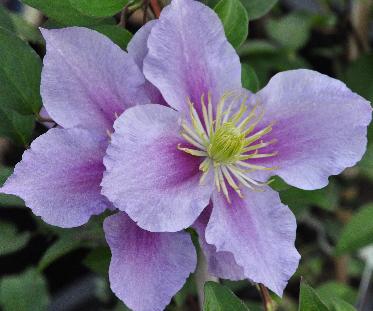 Clematis-Nelly-Moser1