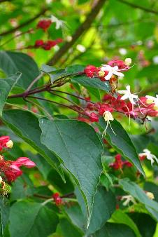 ClerodendrumtrichotomumClosduCoudray3