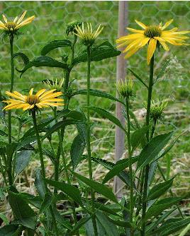 Echinacea-hybride-Summer-Breeze-Marco-van-Noort