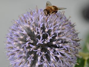 EchinopsRitroVeitchbijen