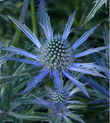 Eringium-forcet- picture- steel-blue-flowers-closeup