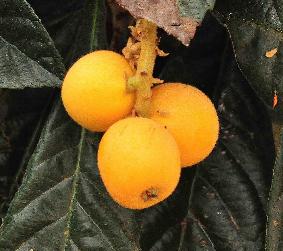 Eriobotrya-japanse-wolmispel-vruchten