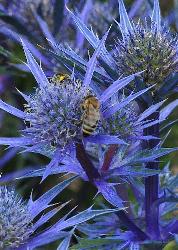 Eryngium-bourgatii-Picos-Amethyst-closeup-bijenplant-diepblauwe-kleur
