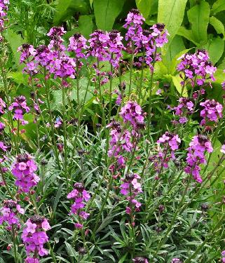 eupatorium-coelestinum-leverkruid- picture-pink-flowers