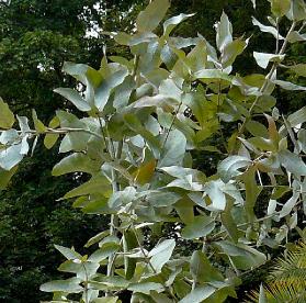 Eucalyptus-globulus-blauwe-gomboom
