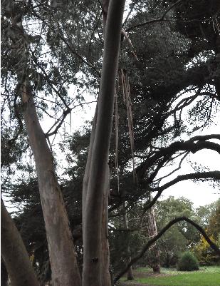 Eucalyptus-parviflora