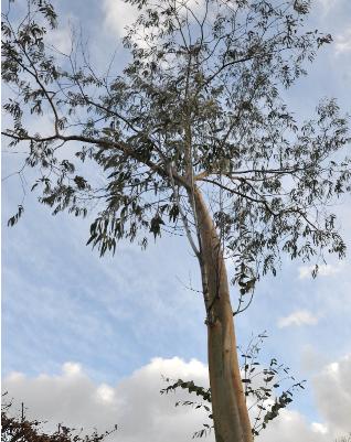 Eucalyptus-perriniana- global picture