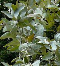 eucalyptusglobulus