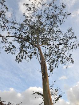 Eucalyptusperriniana