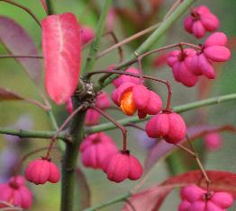 Euonymus-Red-Cascade-foto-oktober