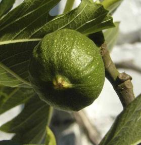 Ficus-carica-vijg-closeup