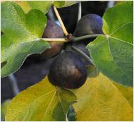 Ficus carica 'Brown Turkey' vruchten en blad closeup vn