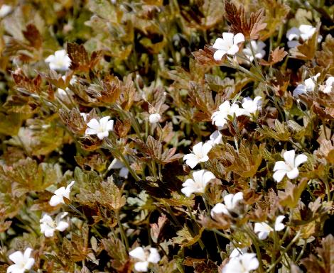 Geranium-Sanne-white-flowers-bronzefoliage