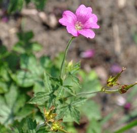 Geranium-x-oxonianum-Phoebe-Noble-deep-pink-flowers